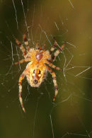 06-6455 Garden Spider (Araneus diadematus) Underside